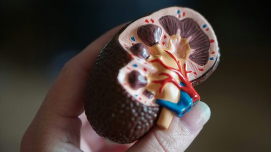 Pietre la rinichi – ce reprezintă această afecțiune și cum poate fi prevenită sau tratată?